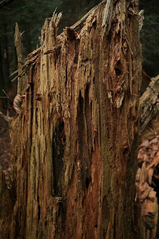 Rostoczek 11.2008 170